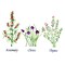 Large Standing Herbs: Rosemary, Chives, Thyme Wall Stencil | 2230R by Designer Stencils | Word & Phrase Stencils |